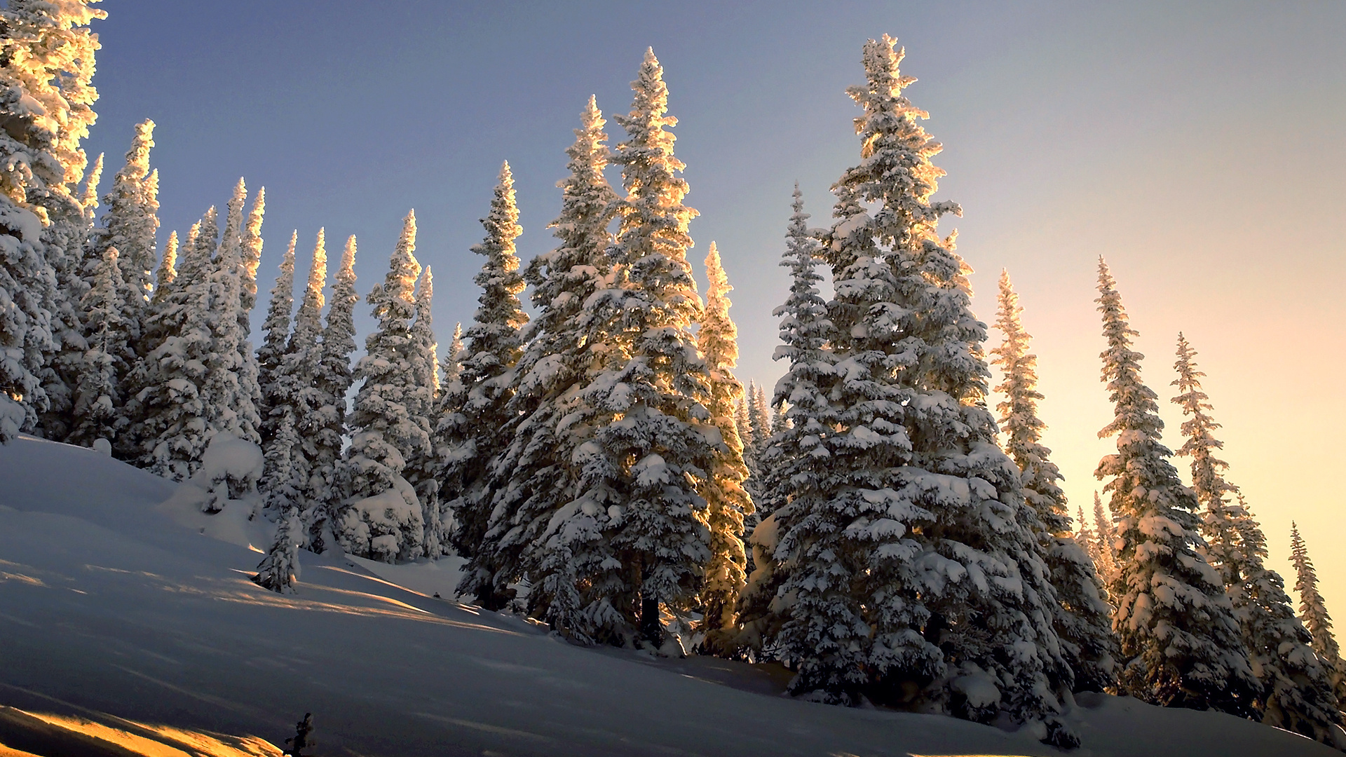 Snow Covered Pine Trees During Daytime. Wallpaper in 1920x1080 Resolution