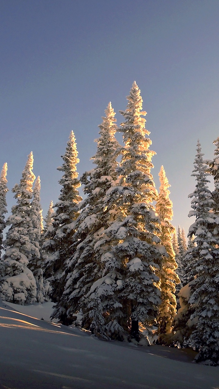 Snow Covered Pine Trees During Daytime. Wallpaper in 720x1280 Resolution