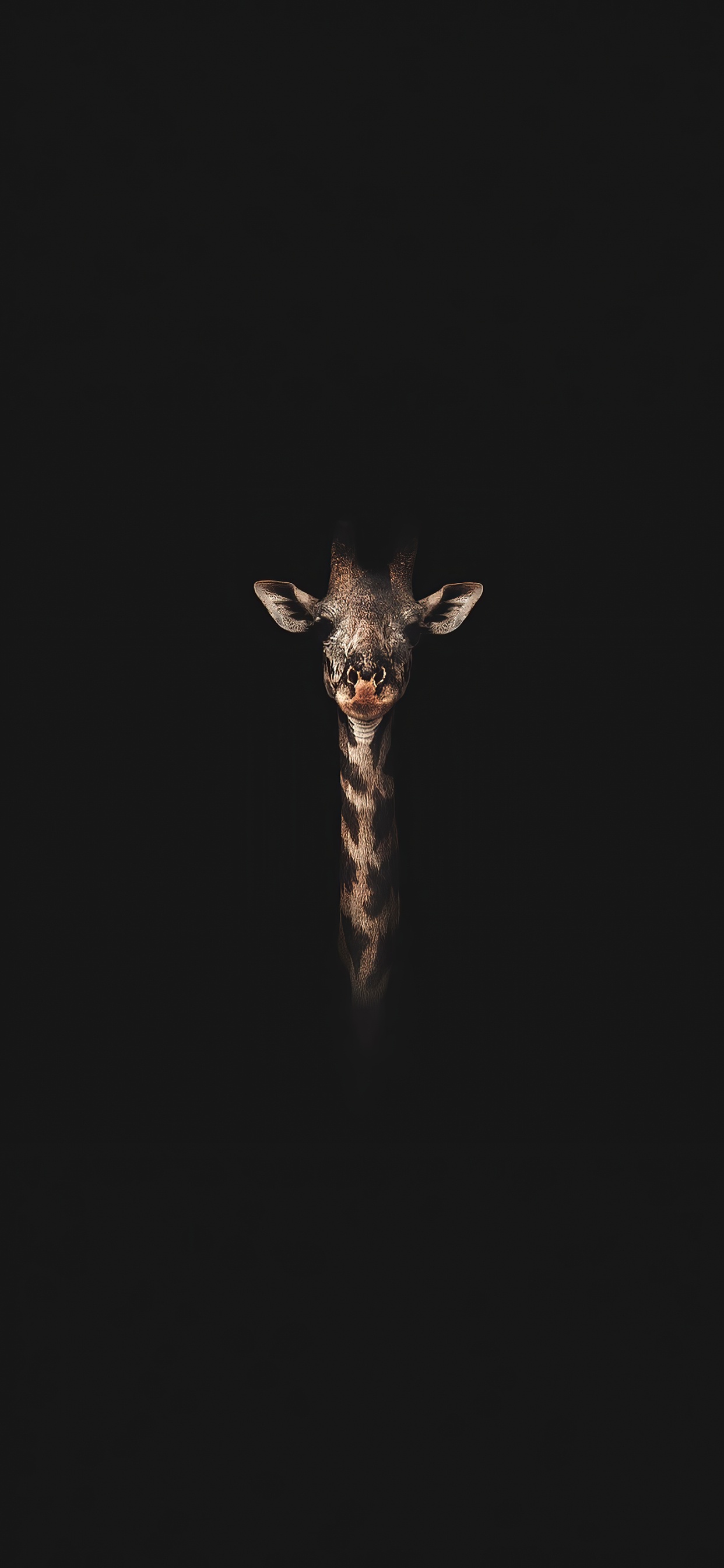 Insect, Giraffe, Guidebook, Sleeve, Terrestrial Animal. Wallpaper in 1242x2688 Resolution