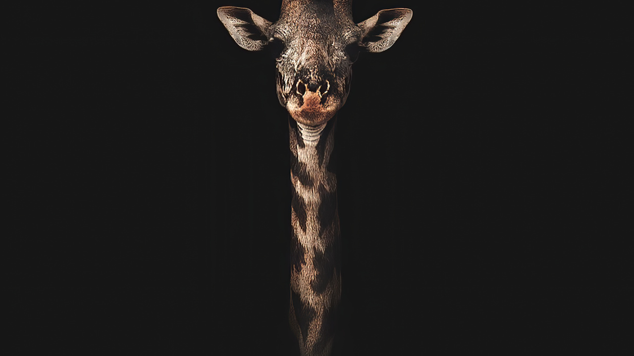 Insect, Giraffe, Guidebook, Sleeve, Terrestrial Animal. Wallpaper in 1280x720 Resolution