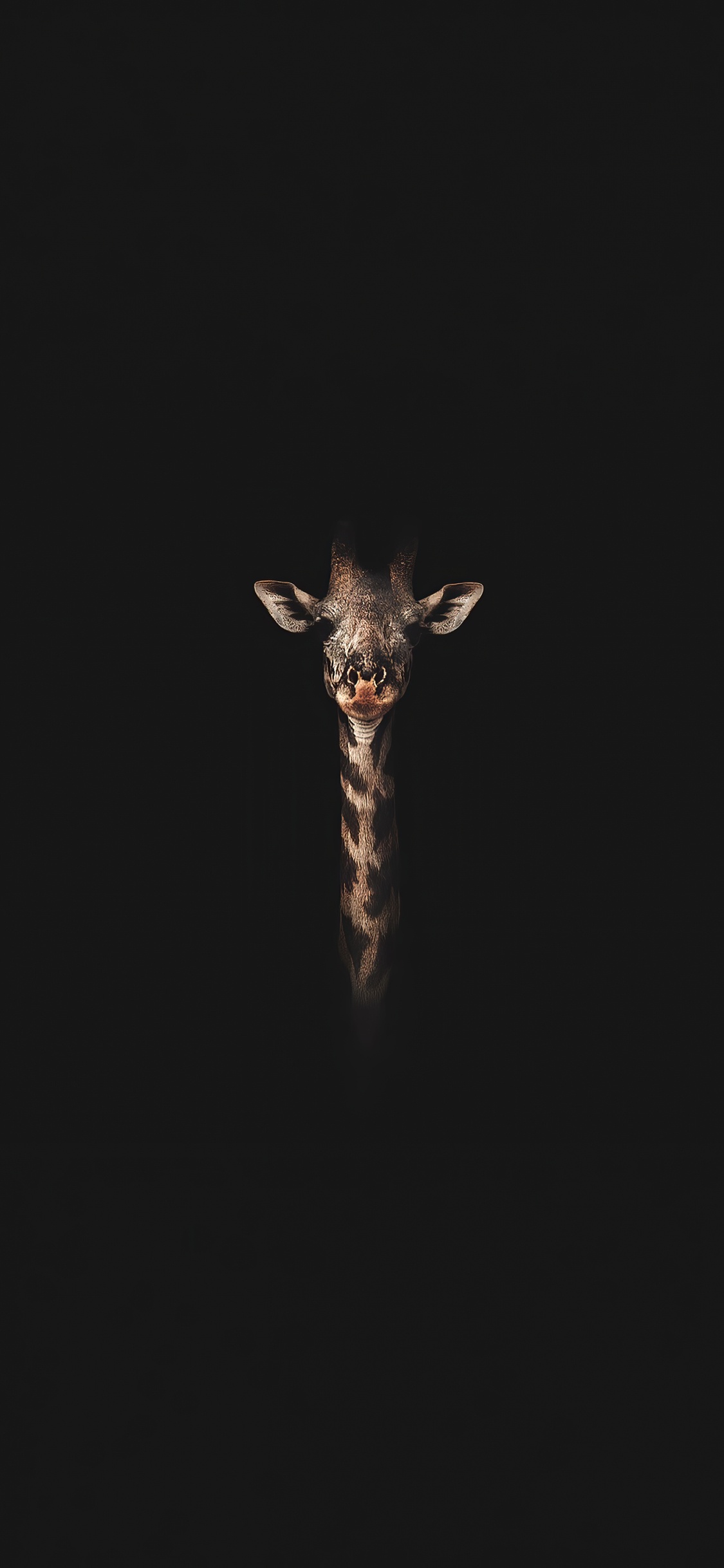 Insecte, Girafe, Guide, Manche, Pour Les Animaux Terrestres. Wallpaper in 1125x2436 Resolution
