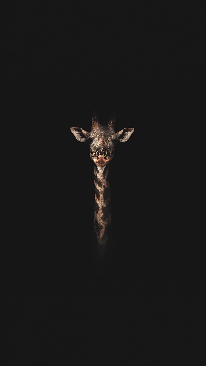 Insecte, Girafe, Guide, Manche, Pour Les Animaux Terrestres. Wallpaper in 720x1280 Resolution