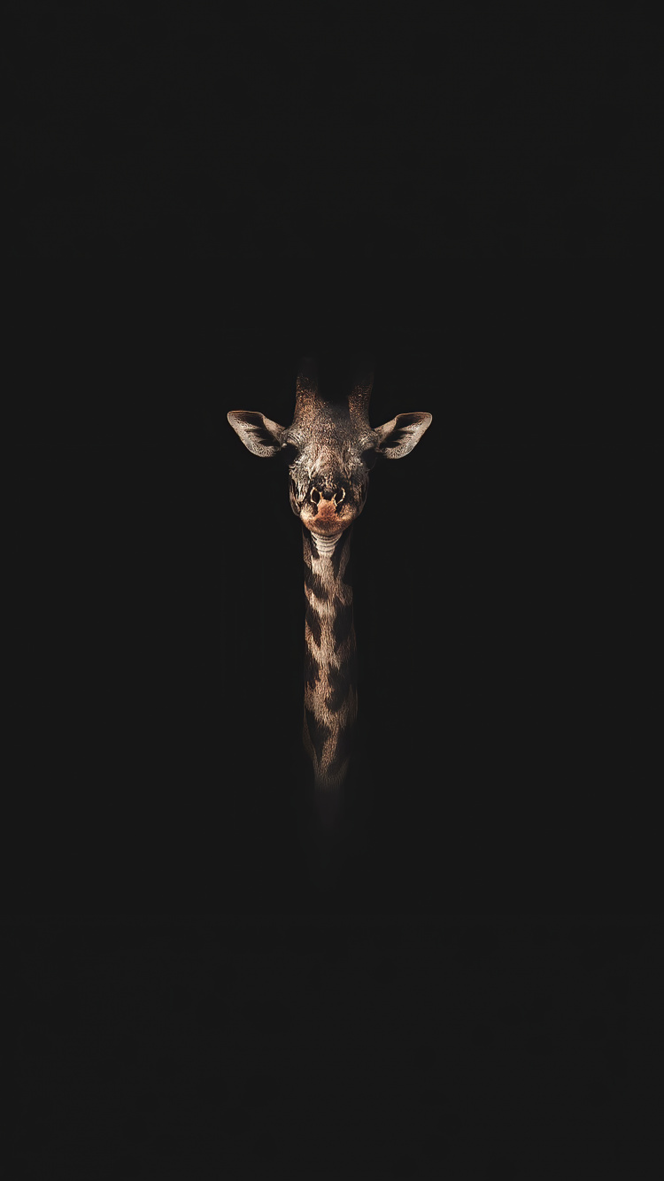 Insecte, Girafe, Guide, Manche, Pour Les Animaux Terrestres. Wallpaper in 750x1334 Resolution