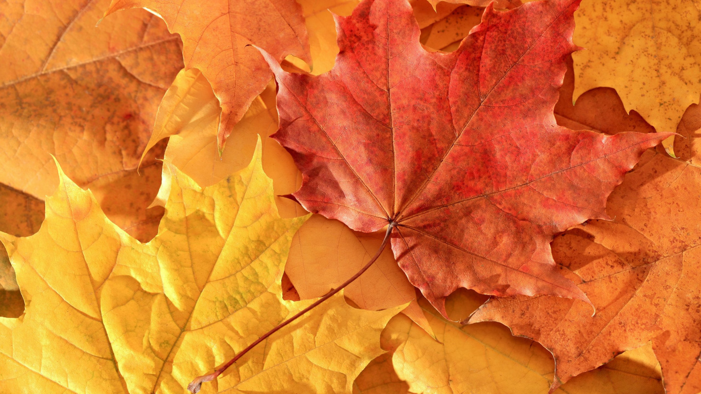 Brown and Yellow Maple Leaves. Wallpaper in 1366x768 Resolution