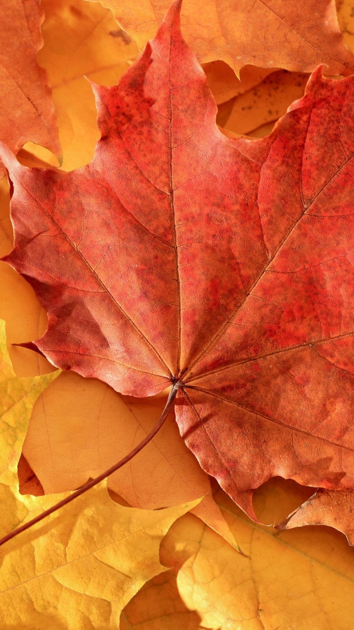 Brown and Yellow Maple Leaves. Wallpaper in 720x1280 Resolution