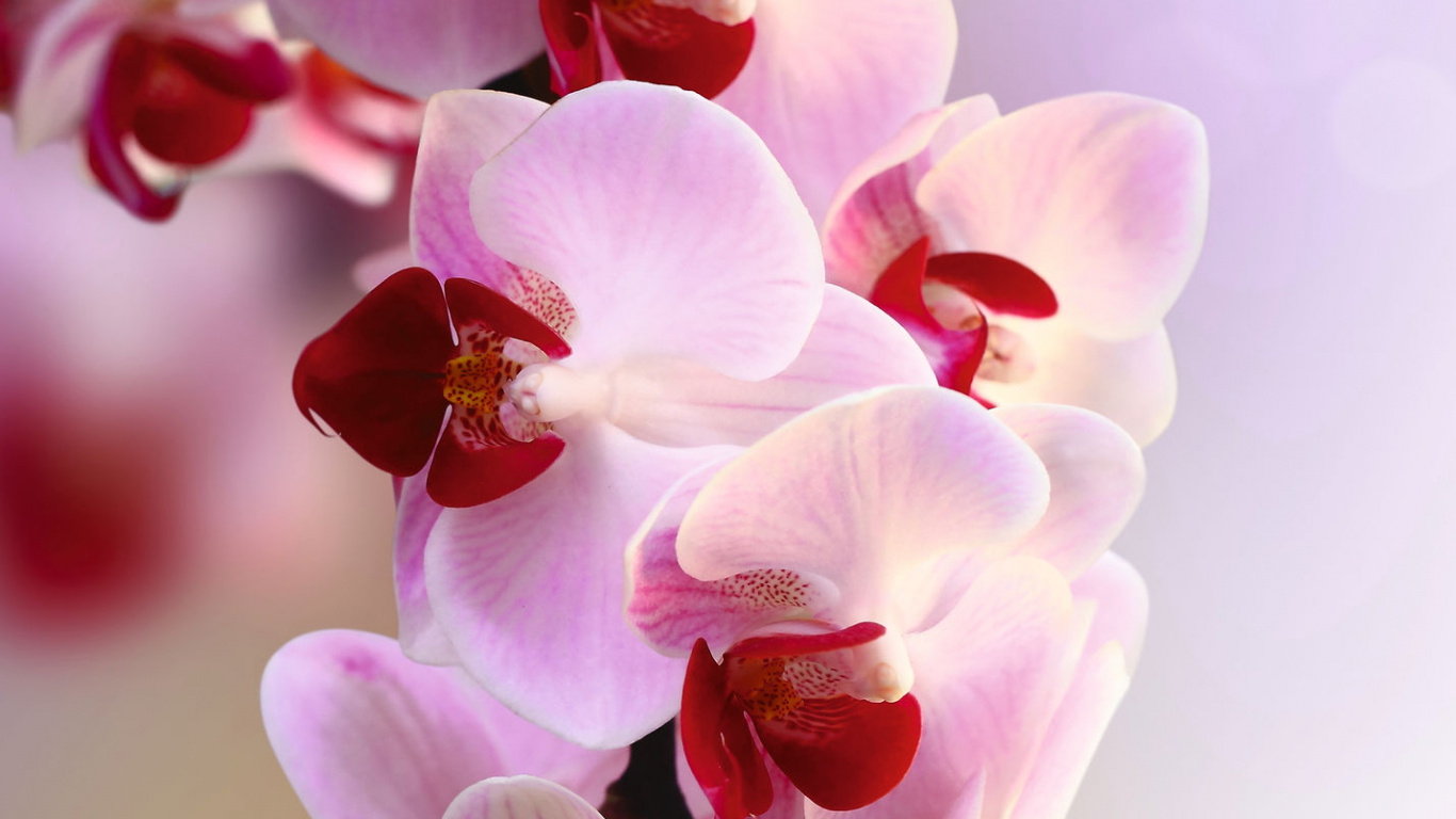 Orquídeas Polilla Blancas y Rojas en Flor Foto de Cerca. Wallpaper in 1366x768 Resolution