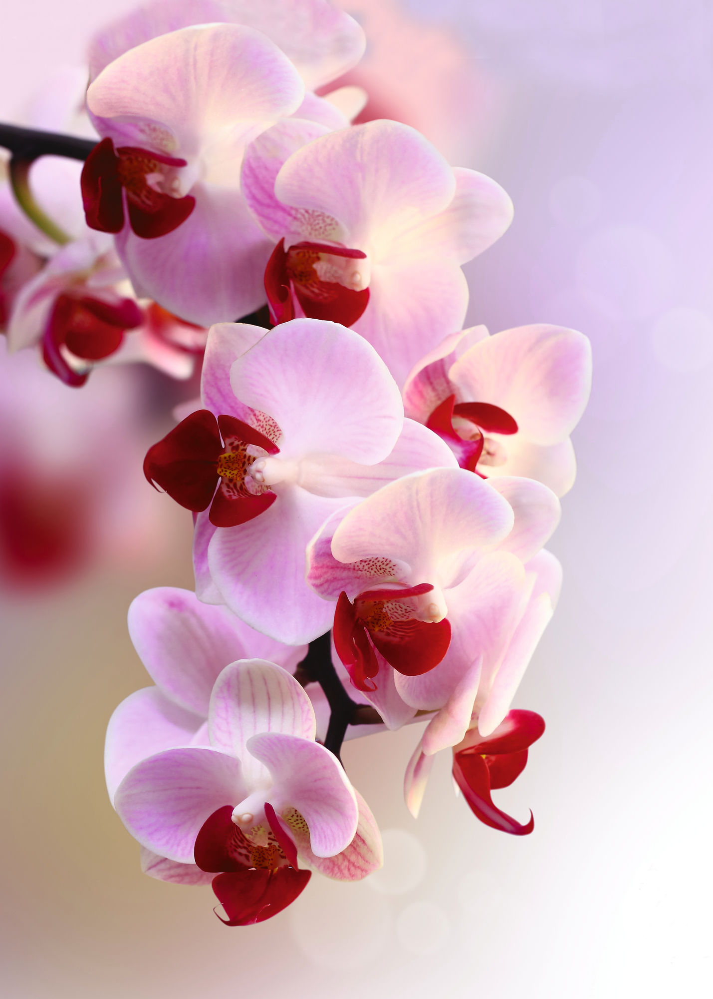 Fondos de Pantalla Orquídeas Polilla Blancas y Rojas en Flor Foto de Cerca,  Imágenes y Fotos Gratis