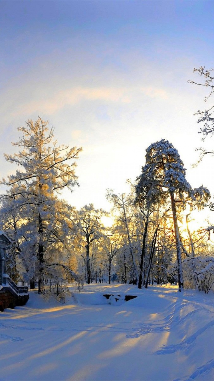 Brown Wooden House Surrounded by Trees During Daytime. Wallpaper in 750x1334 Resolution