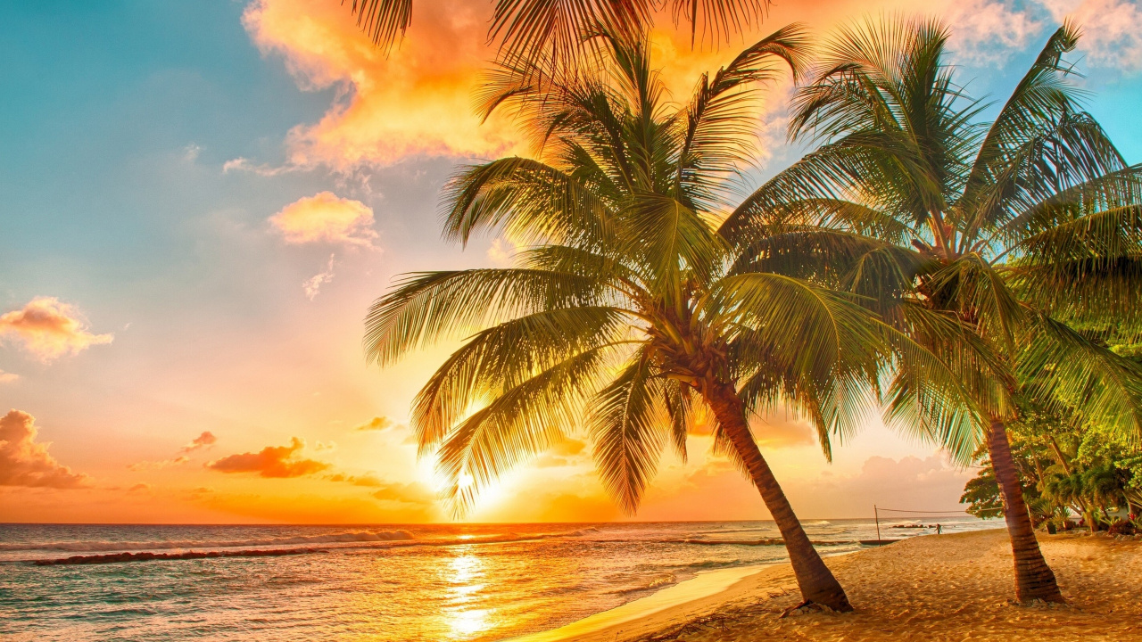 Palm Tree Near Sea During Sunset. Wallpaper in 1280x720 Resolution