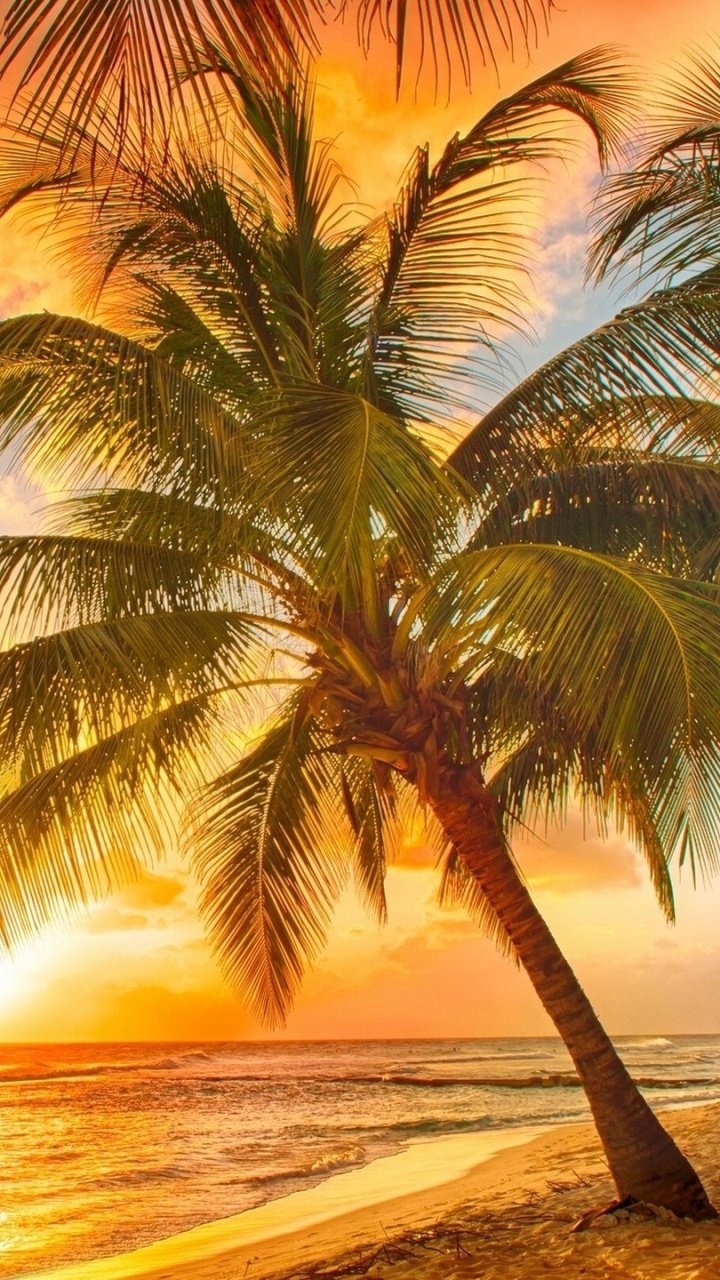 Palm Tree Near Sea During Sunset. Wallpaper in 720x1280 Resolution