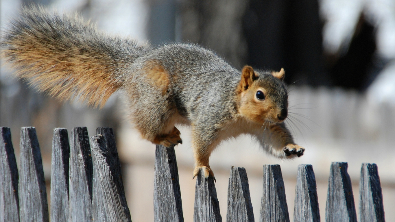 Brown Squirrel on Brown Wooden Fence During Daytime. Wallpaper in 1366x768 Resolution