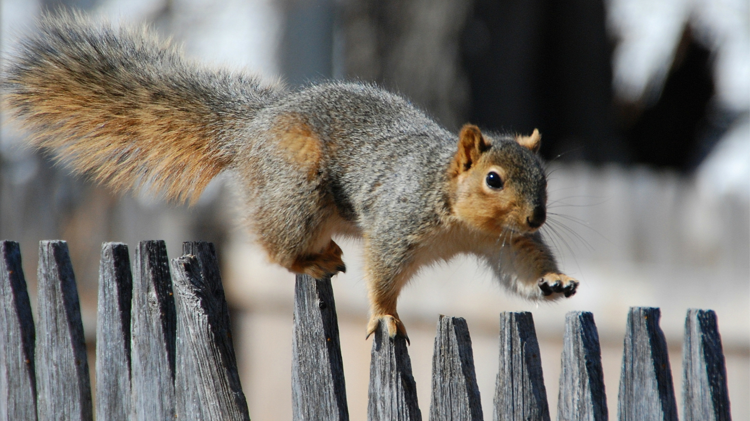 Brown Squirrel on Brown Wooden Fence During Daytime. Wallpaper in 2560x1440 Resolution