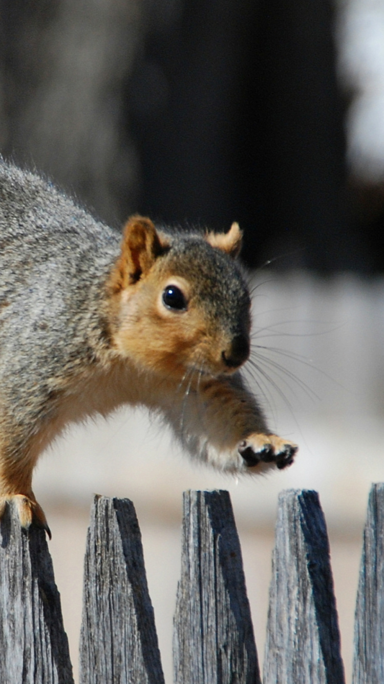 Brown Squirrel on Brown Wooden Fence During Daytime. Wallpaper in 750x1334 Resolution