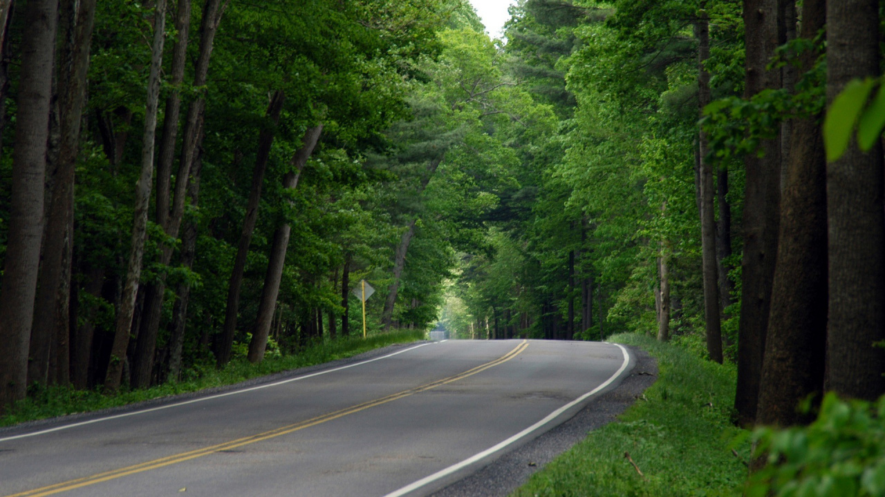 Gray Concrete Road Between Green Trees During Daytime. Wallpaper in 1280x720 Resolution