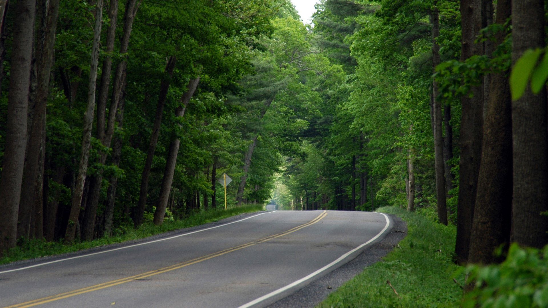 Gray Concrete Road Between Green Trees During Daytime. Wallpaper in 1920x1080 Resolution