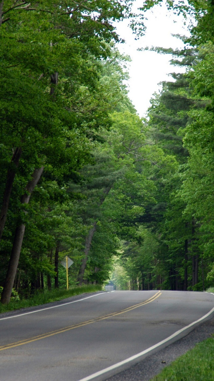 Gray Concrete Road Between Green Trees During Daytime. Wallpaper in 720x1280 Resolution