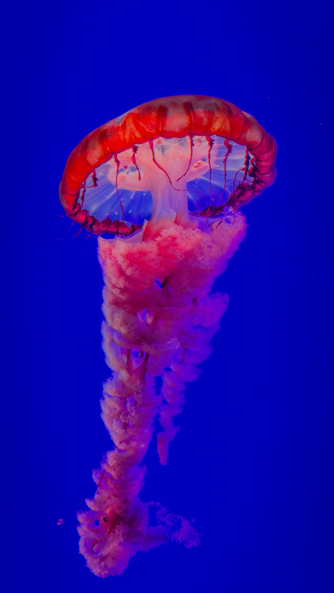 la Plus Belle Méduse, Méduse, Eau, Les Invertébrés Marins, Blue. Wallpaper in 1080x1920 Resolution