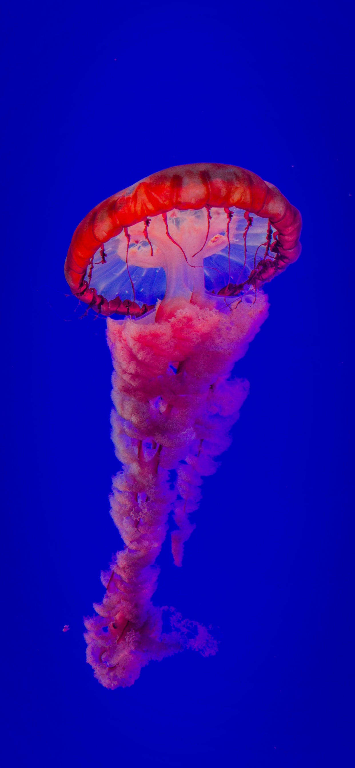 la Plus Belle Méduse, Méduse, Eau, Les Invertébrés Marins, Blue. Wallpaper in 1242x2688 Resolution