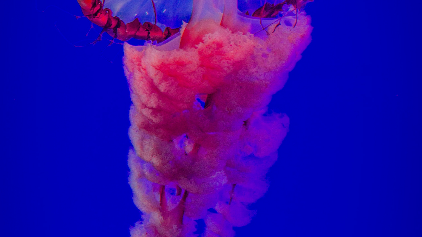 la Plus Belle Méduse, Méduse, Eau, Les Invertébrés Marins, Blue. Wallpaper in 1366x768 Resolution