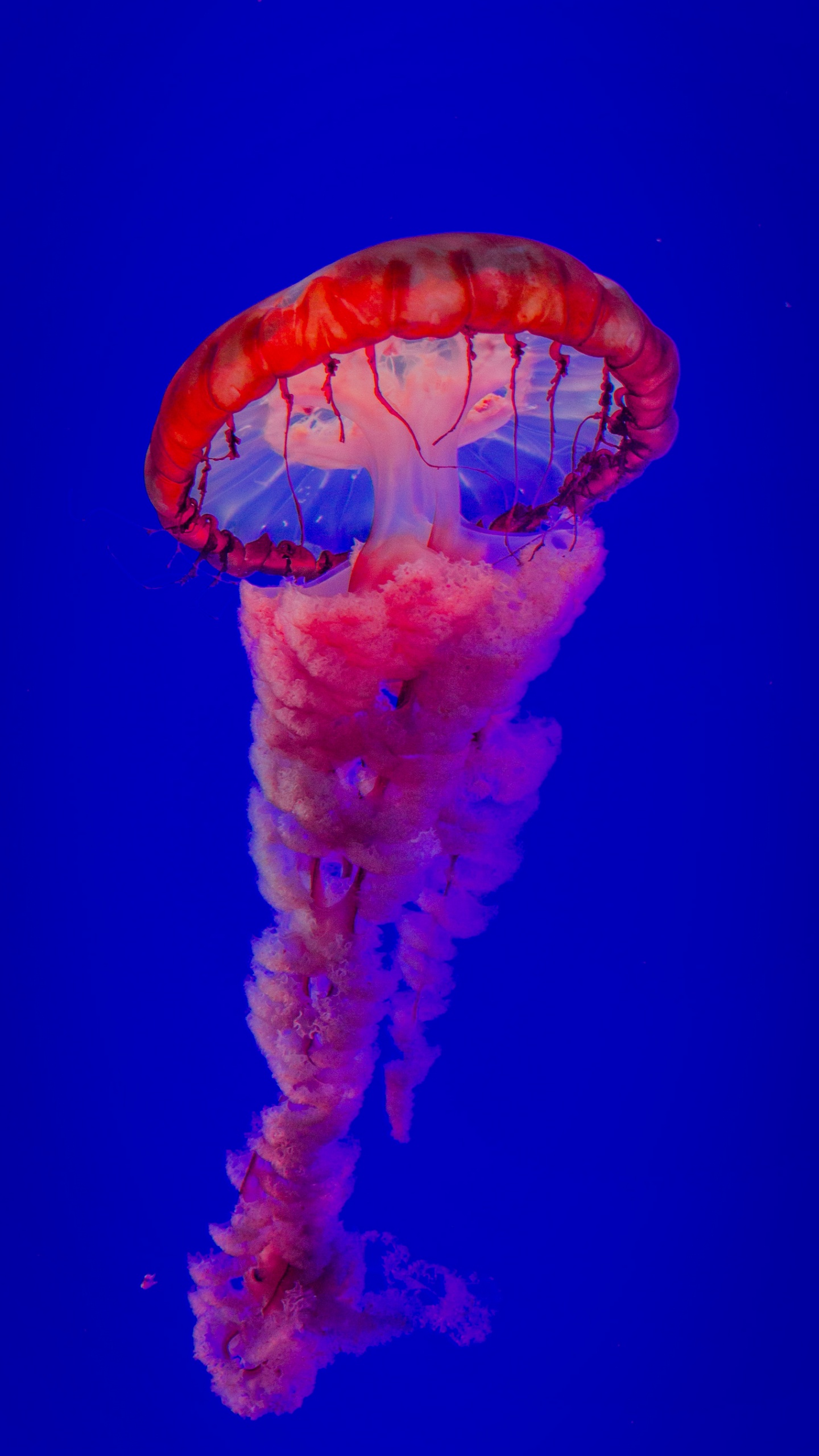 la Plus Belle Méduse, Méduse, Eau, Les Invertébrés Marins, Blue. Wallpaper in 1440x2560 Resolution