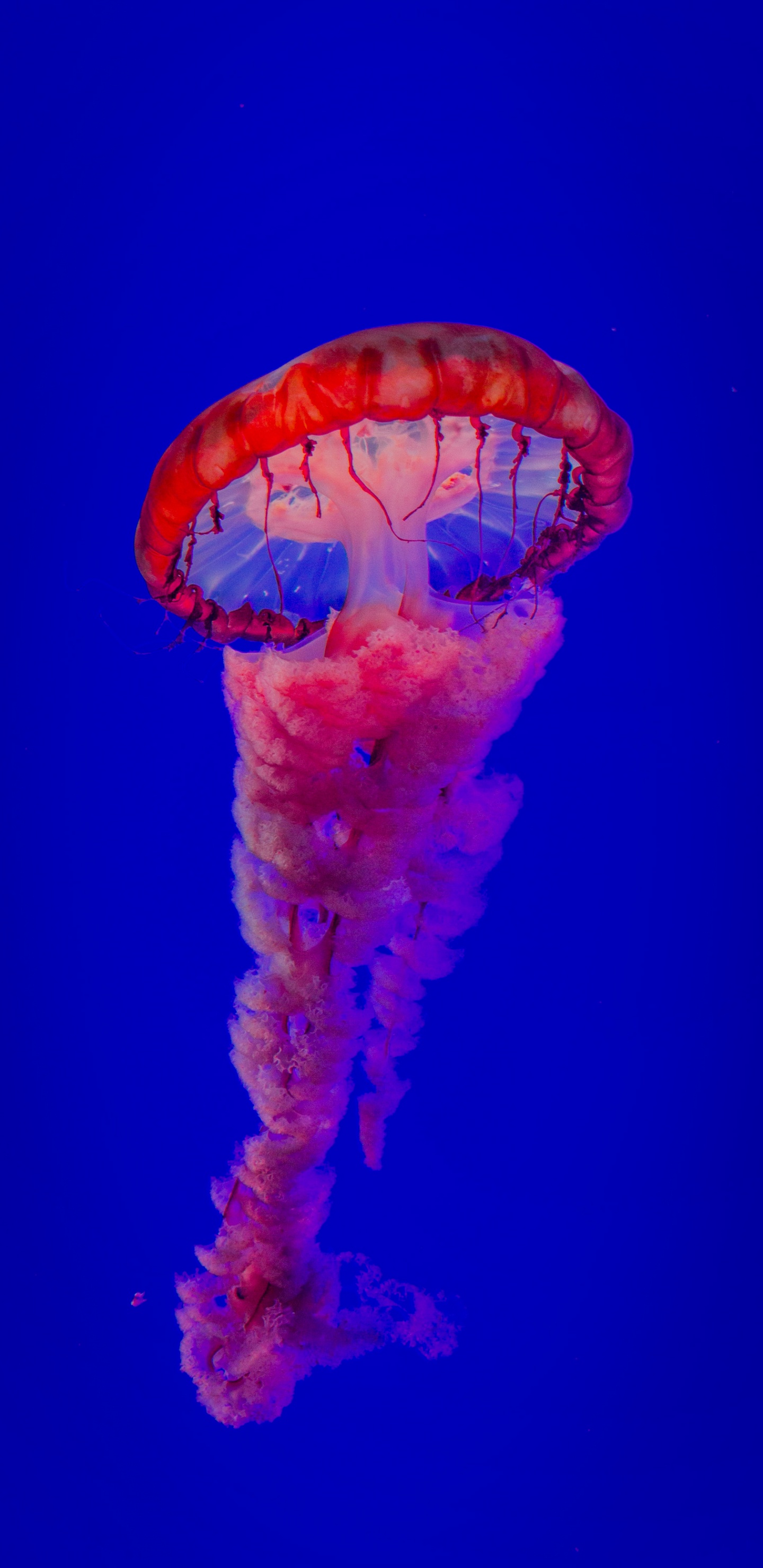 la Plus Belle Méduse, Méduse, Eau, Les Invertébrés Marins, Blue. Wallpaper in 1440x2960 Resolution