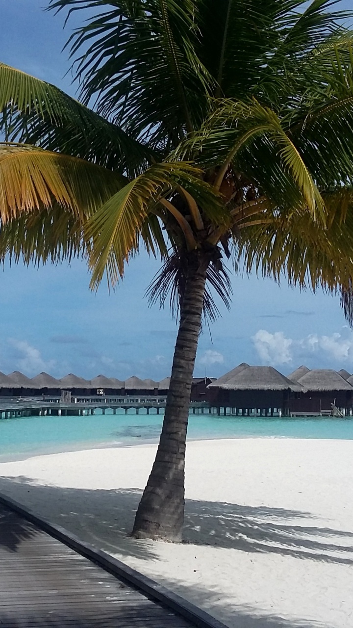 Palm Tree Near Body of Water During Daytime. Wallpaper in 720x1280 Resolution