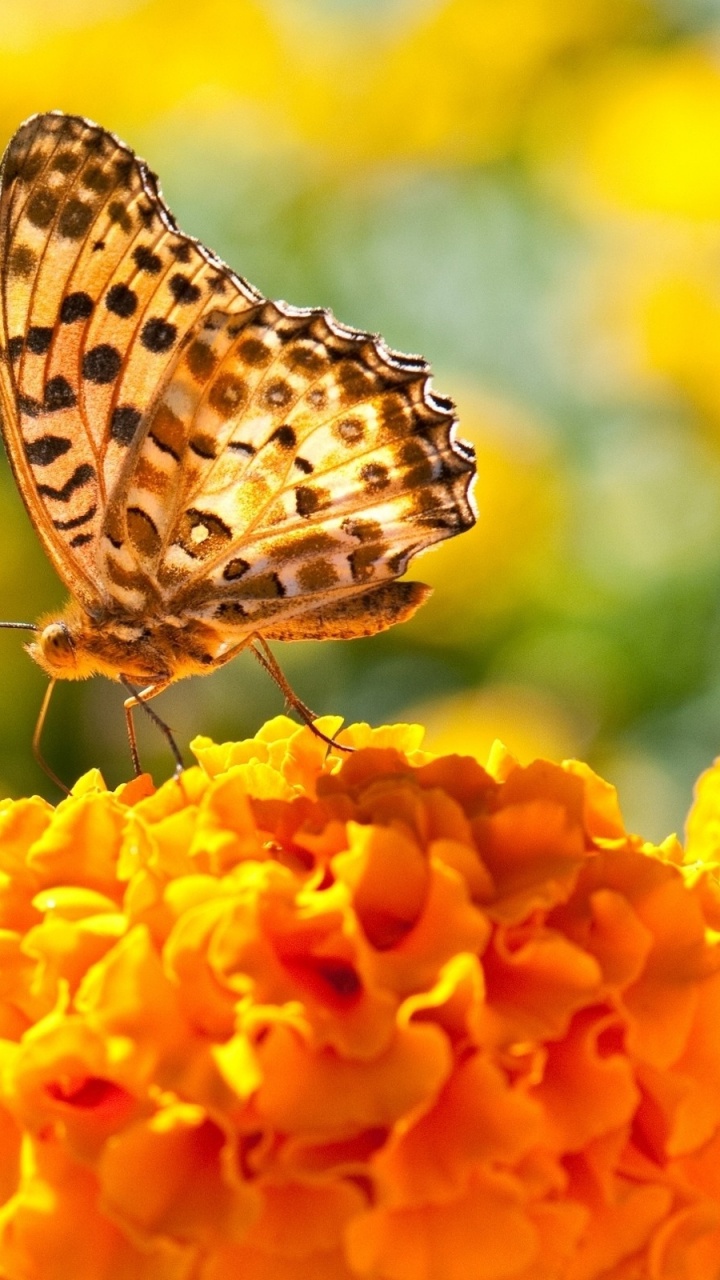 Brauner Und Weißer Schmetterling Auf Gelber Blume. Wallpaper in 720x1280 Resolution