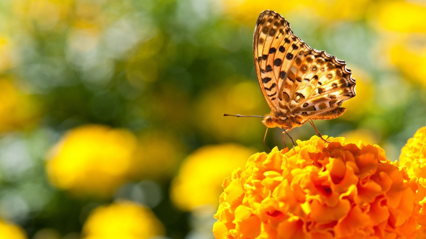 Mariposa Marrón y Blanca Sobre Flor Amarilla. Wallpaper in 1366x768 Resolution