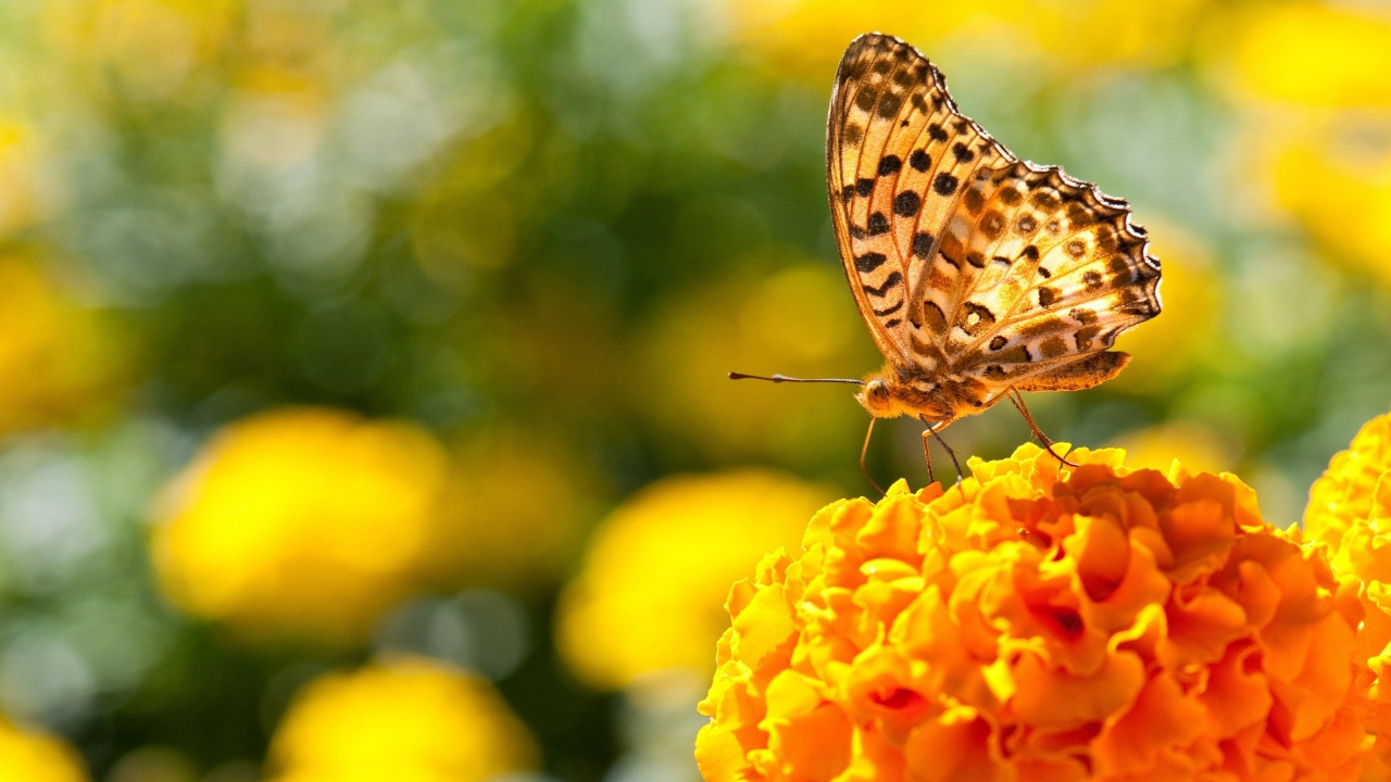 Brown and White Butterfly on Yellow Flower. Wallpaper in 1280x720 Resolution