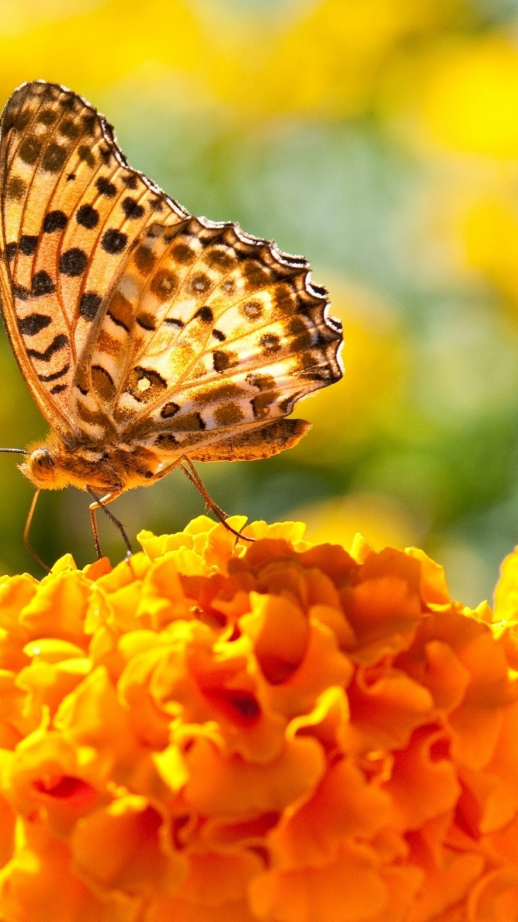 Brown and White Butterfly on Yellow Flower. Wallpaper in 750x1334 Resolution