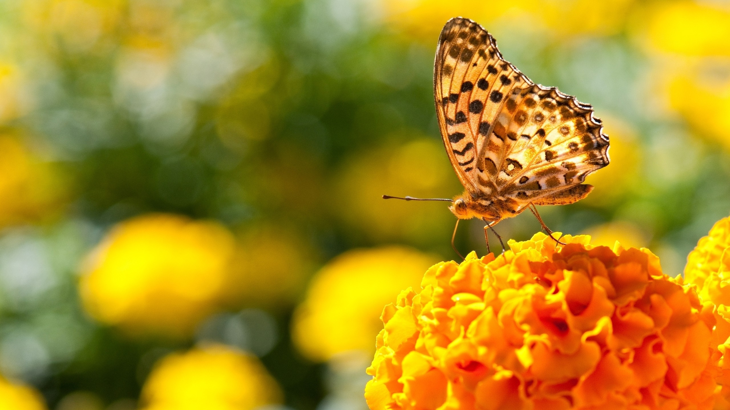 Papillon Brun et Blanc Sur Fleur Jaune. Wallpaper in 2560x1440 Resolution