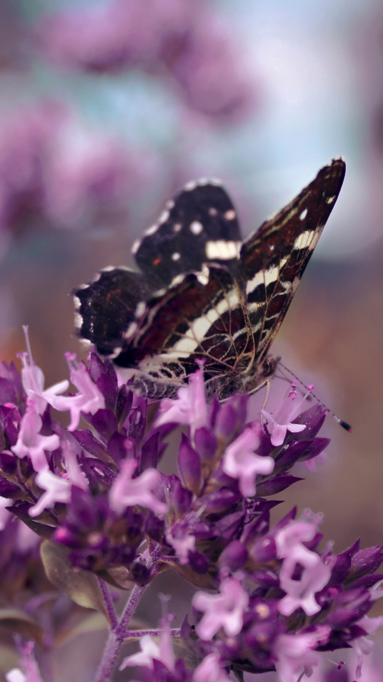 Schwarz-Weiß-Schmetterling Thront Auf Lila Blume in Nahaufnahme Während Des Tages. Wallpaper in 750x1334 Resolution