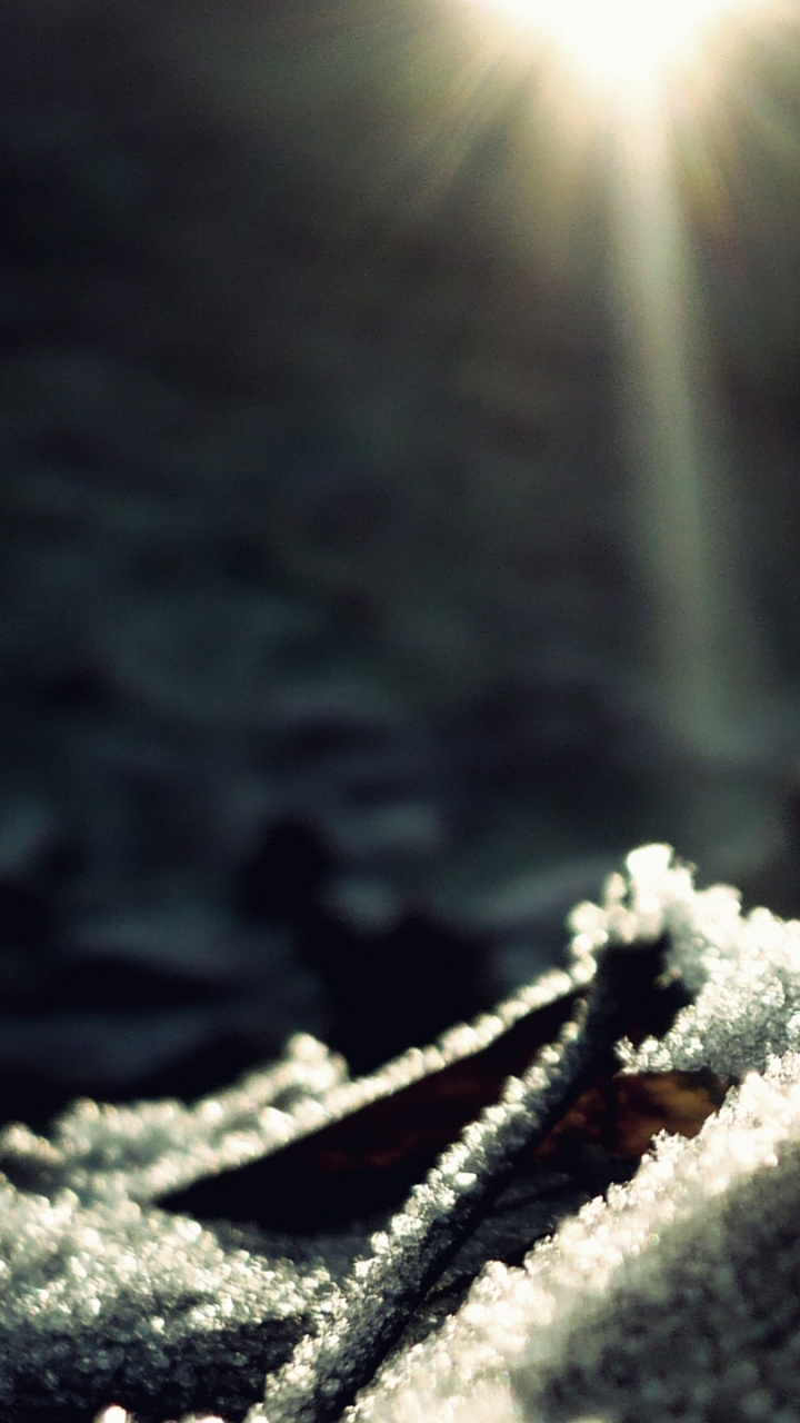 Flocons de Neige Blancs Sur Une Branche D'arbre. Wallpaper in 720x1280 Resolution