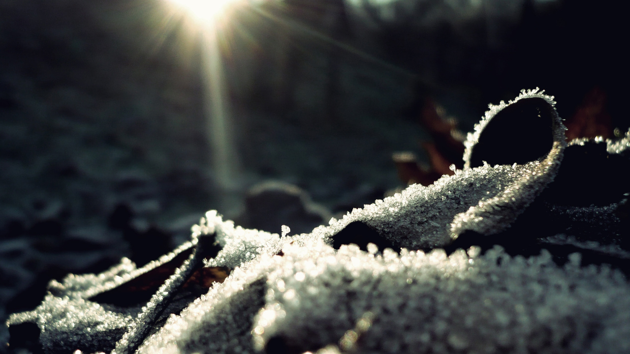 White Snow Flakes on Tree Branch. Wallpaper in 1280x720 Resolution