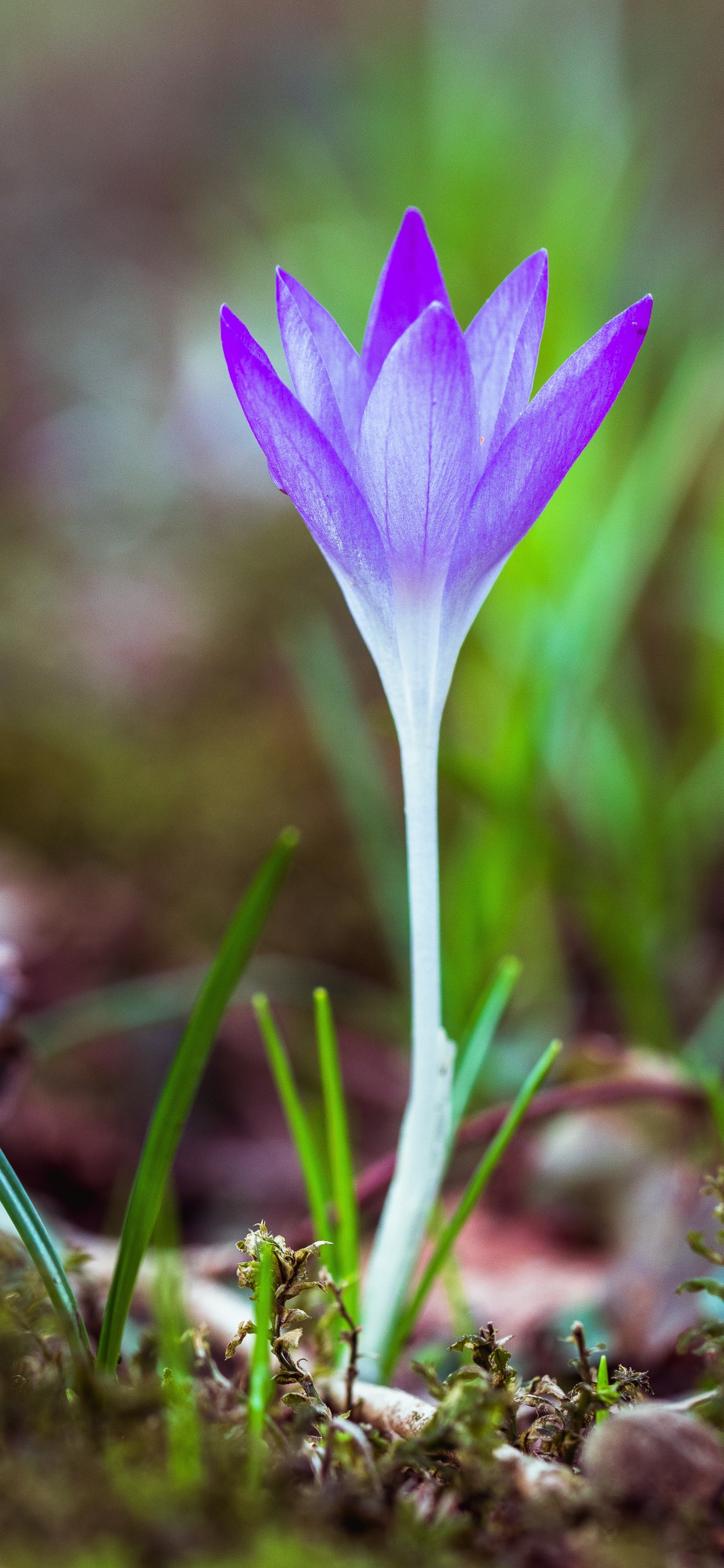 Fleur de Crocus Violet en Fleur Pendant la Journée. Wallpaper in 1242x2688 Resolution