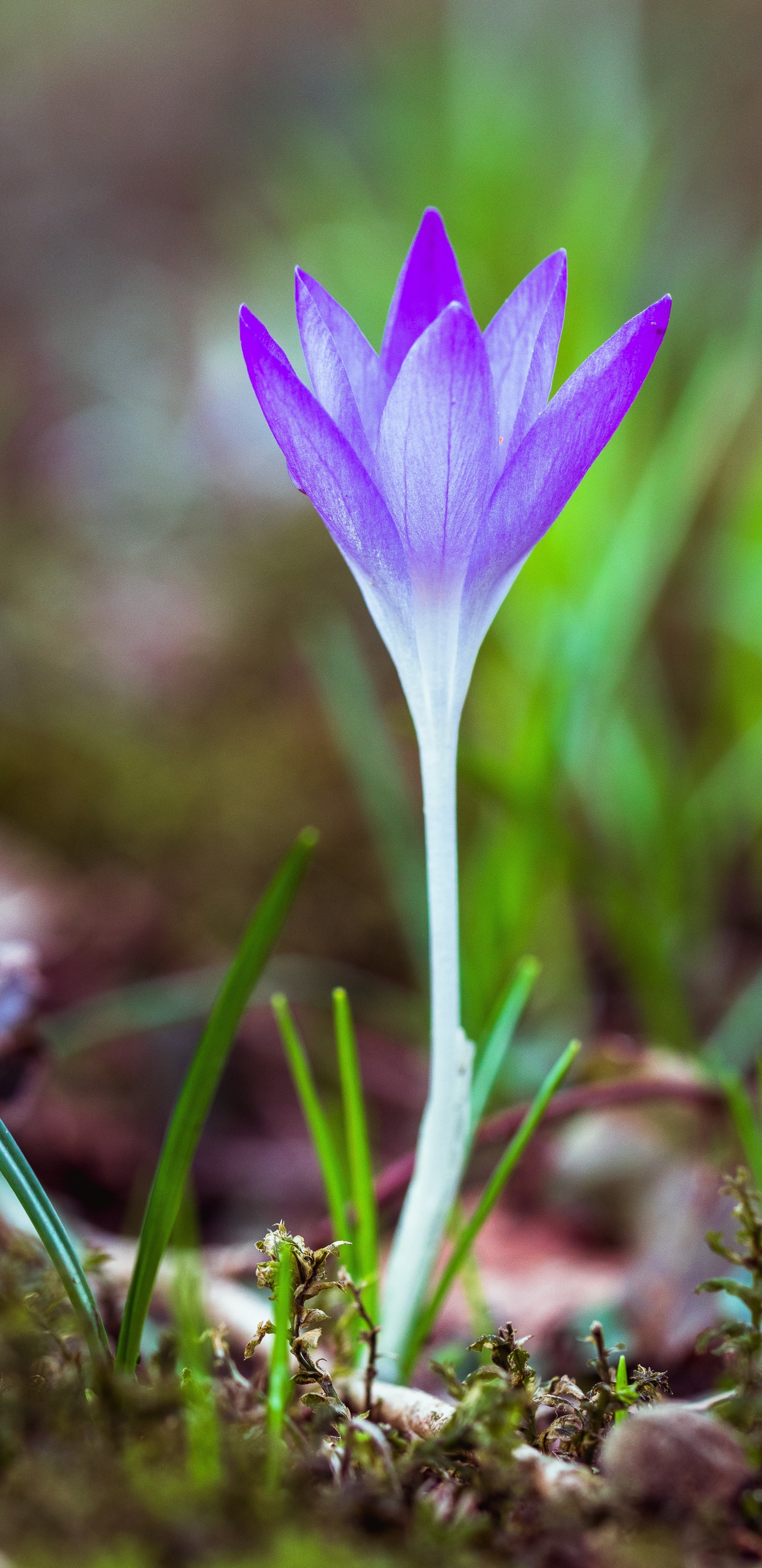 Fleur de Crocus Violet en Fleur Pendant la Journée. Wallpaper in 1440x2960 Resolution