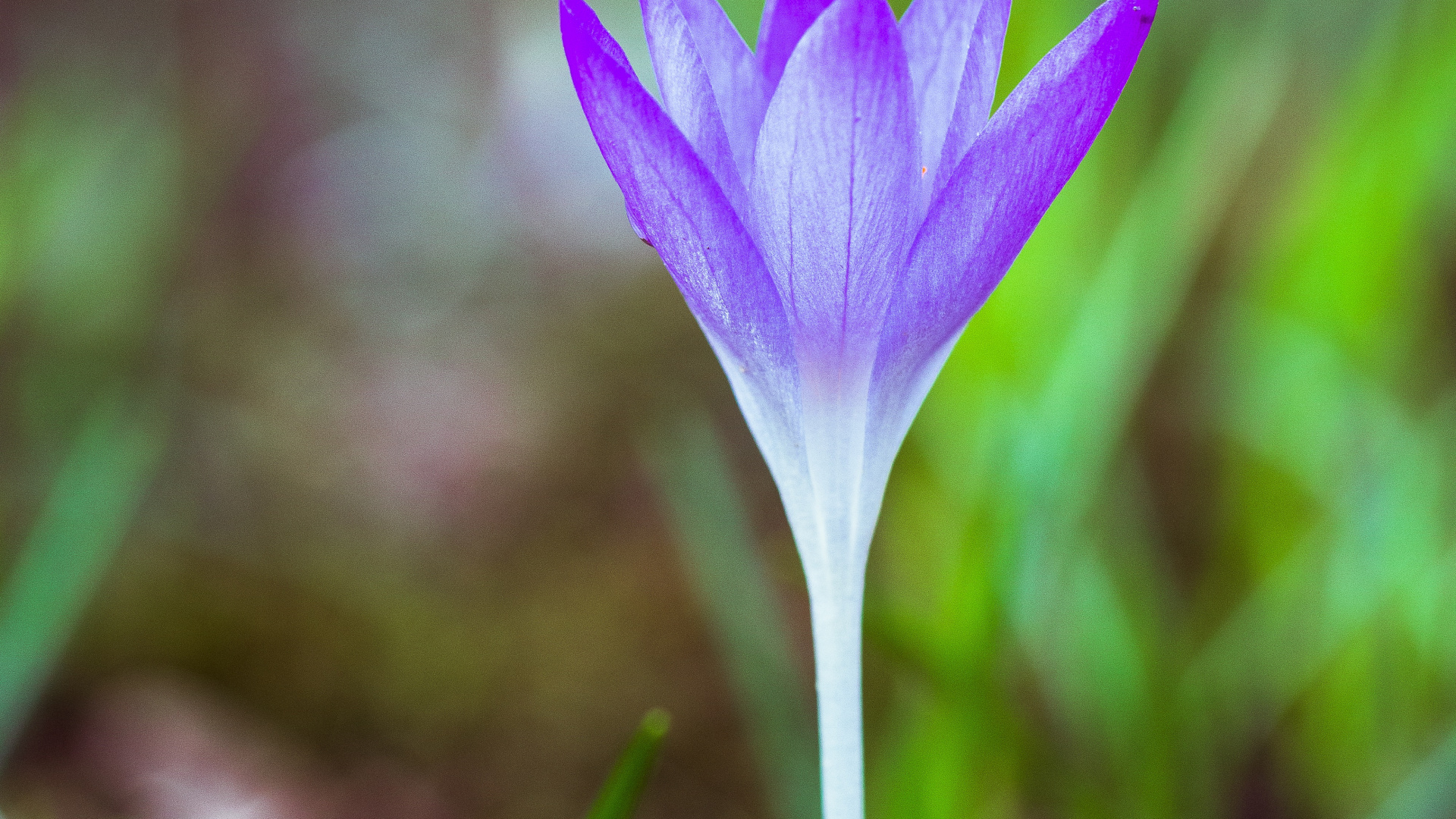 Fleur de Crocus Violet en Fleur Pendant la Journée. Wallpaper in 1920x1080 Resolution