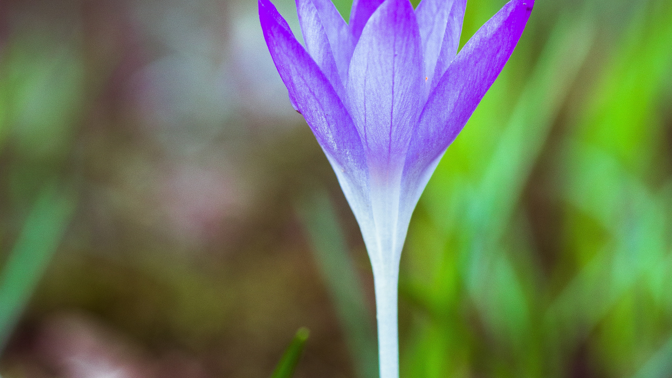 Purple Crocus Flower in Bloom During Daytime. Wallpaper in 1366x768 Resolution