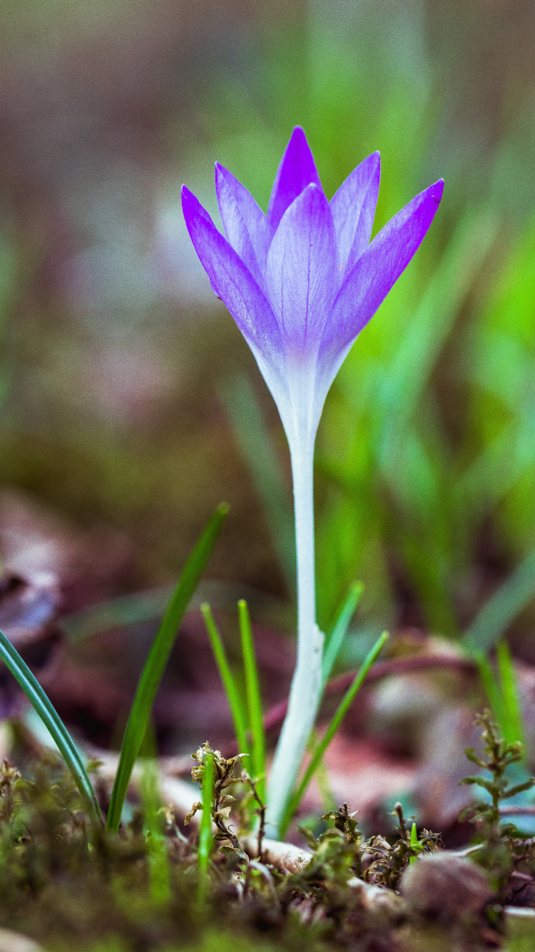 Purple Crocus Flower in Bloom During Daytime. Wallpaper in 750x1334 Resolution