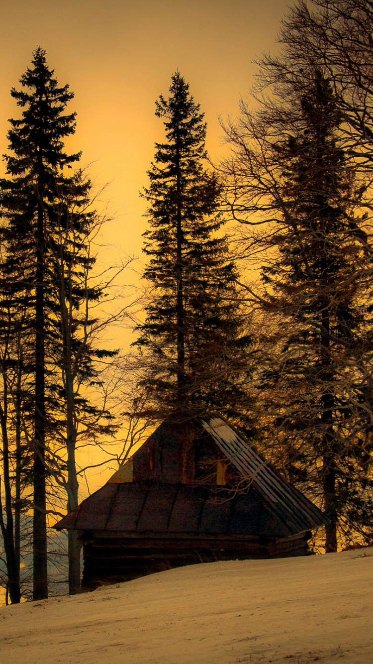 Maison en Bois Brune au Milieu de la Forêt Pendant la Nuit. Wallpaper in 750x1334 Resolution