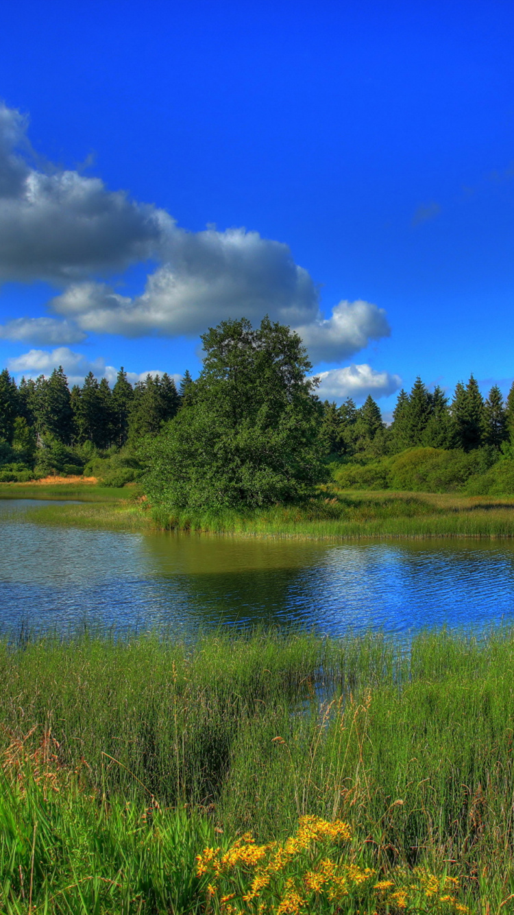 Green Trees Beside River Under Blue Sky During Daytime. Wallpaper in 750x1334 Resolution