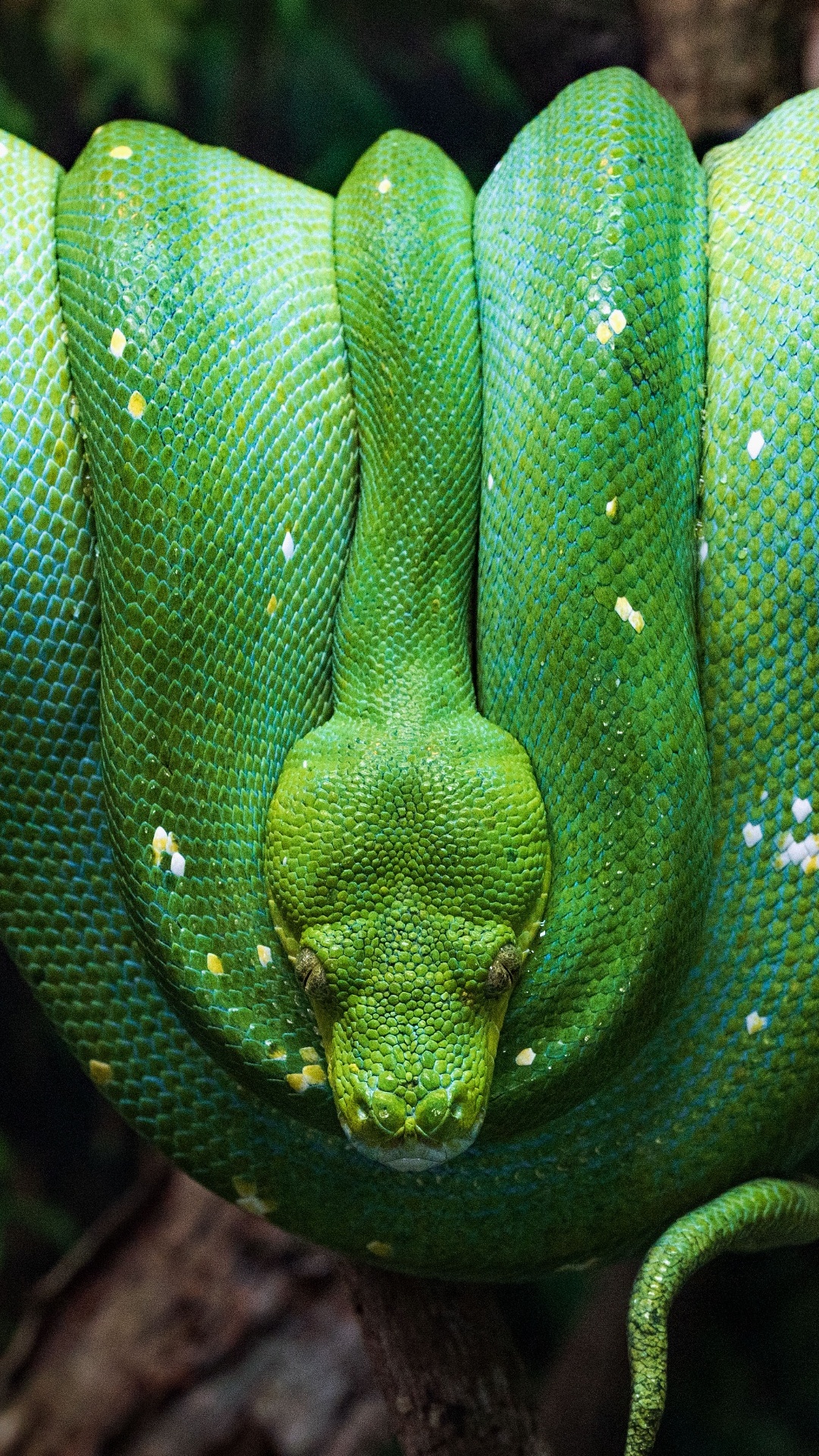 Pitón de Árbol Verde, Serpiente de Árbol Marrón, Pitones, Cabeza, Pierna. Wallpaper in 1080x1920 Resolution