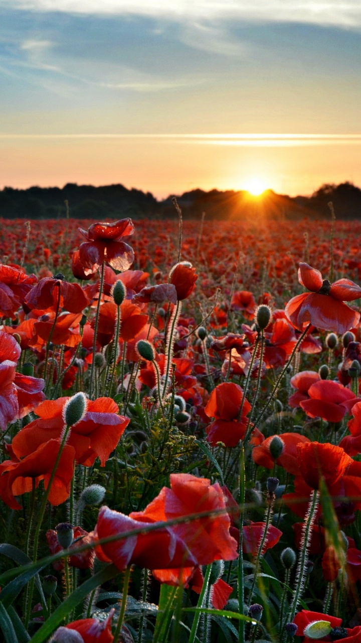 Red Flowers Under Blue Sky During Daytime. Wallpaper in 720x1280 Resolution