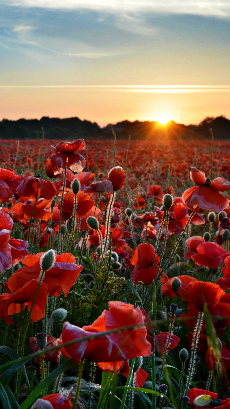 Red Flowers Under Blue Sky During Daytime. Wallpaper in 750x1334 Resolution