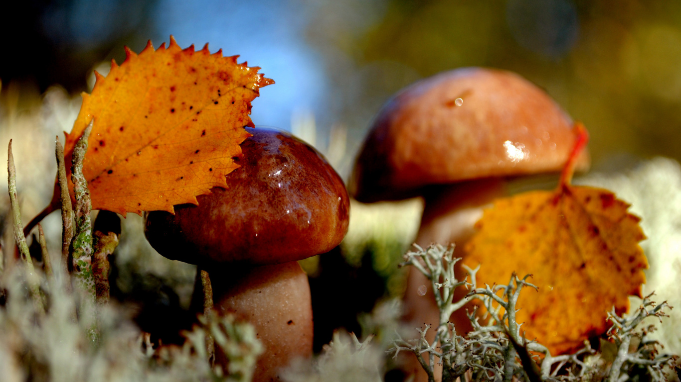 Champignon Brun et Blanc en Photographie Rapprochée. Wallpaper in 1366x768 Resolution