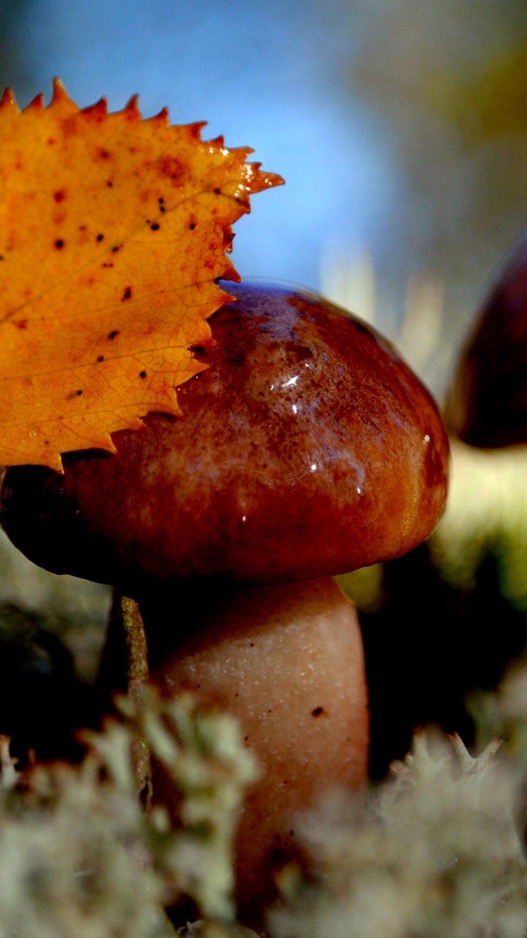 Brauner Und Weißer Pilz in Nahaufnahme. Wallpaper in 750x1334 Resolution