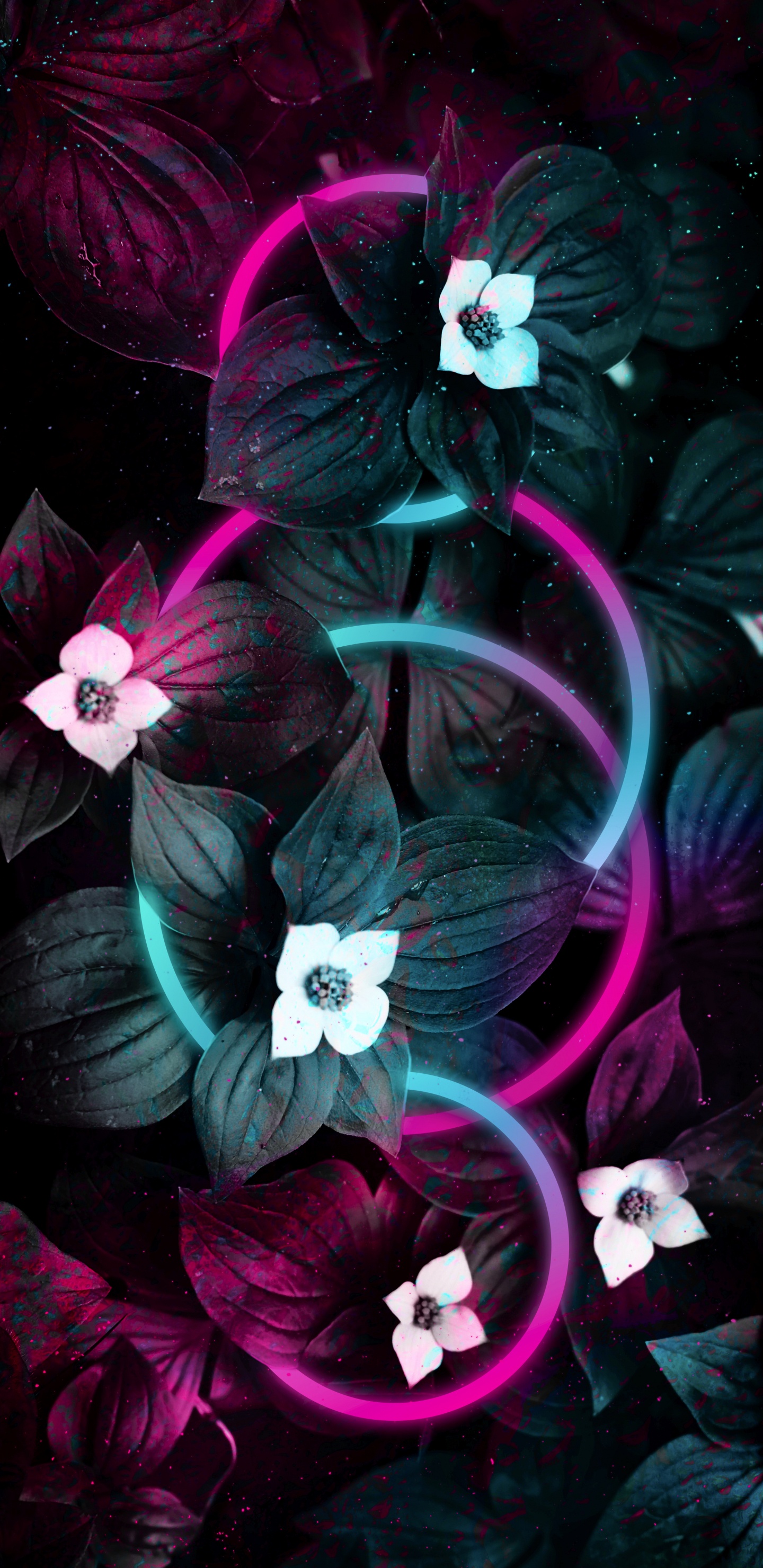 Äpfeln, Purpur, Blütenblatt, Veilchen, Pink. Wallpaper in 1440x2960 Resolution