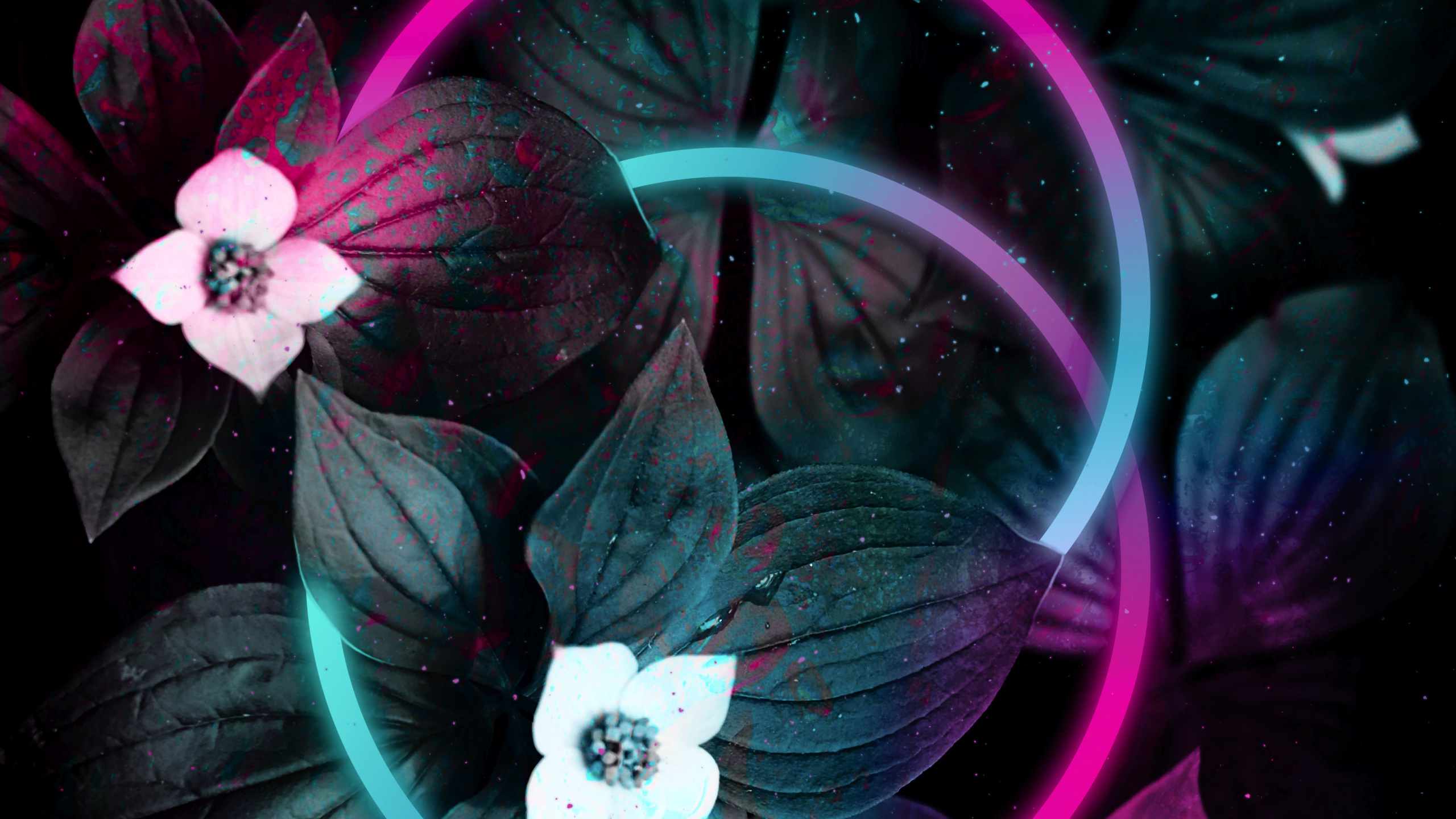 Manzana, Morado, Pétalo, Violeta, Rosa. Wallpaper in 2560x1440 Resolution