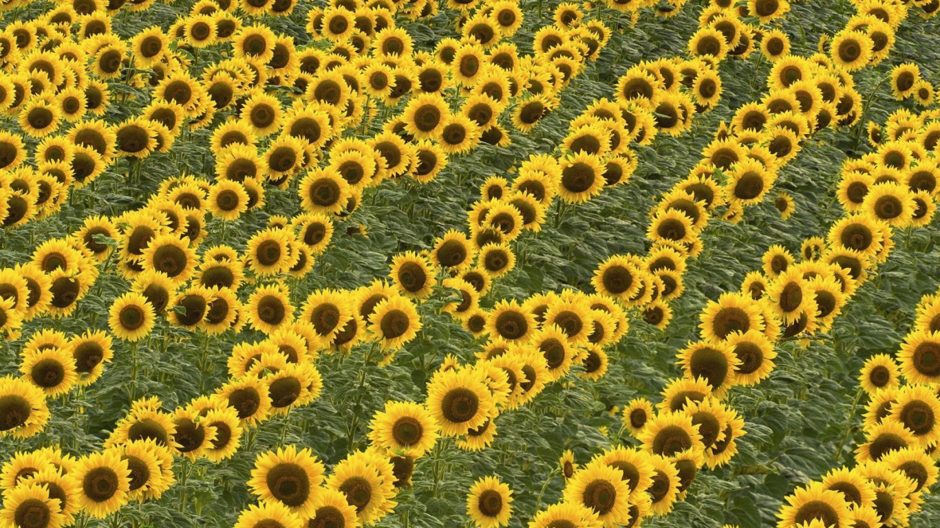 Blue and Brown Flower Field. Wallpaper in 1366x768 Resolution