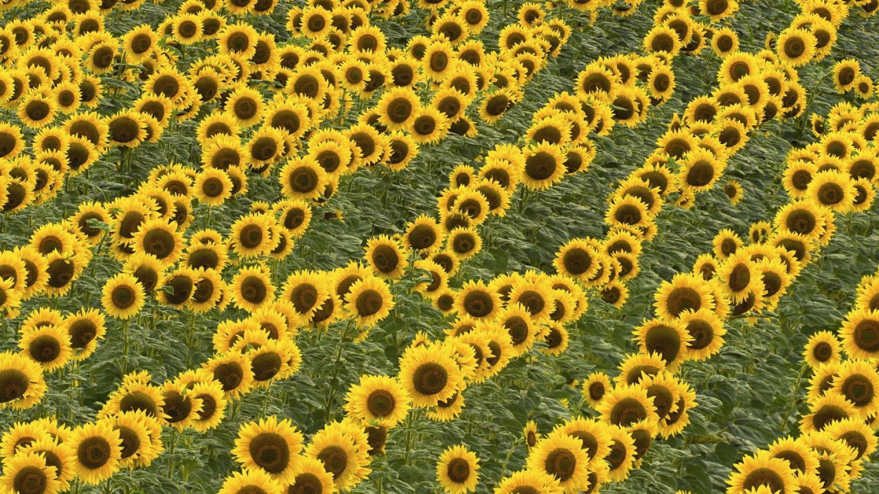 Campo de Flores Azul y Marrón. Wallpaper in 1280x720 Resolution